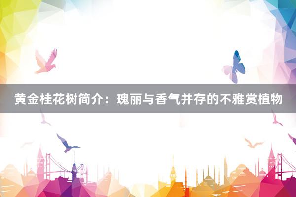 黄金桂花树简介：瑰丽与香气并存的不雅赏植物